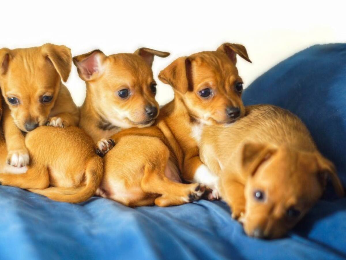 Atlántico estrena Instituto de protección Animal