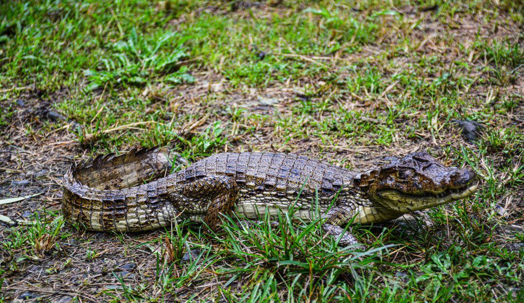 El animal esta bajo el cuidado de Cortolima. 