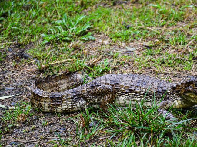 El animal esta bajo el cuidado de Cortolima.