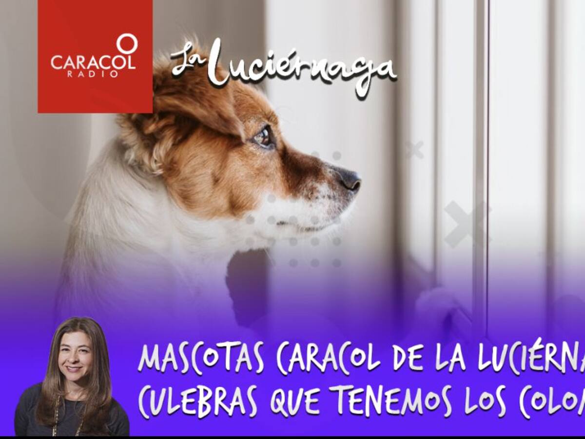 Mascotas Caracol de La Luciérnaga y las culebras que tenemos en Colombia