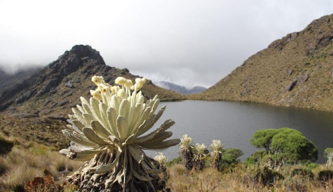 Páramo de Santurbán