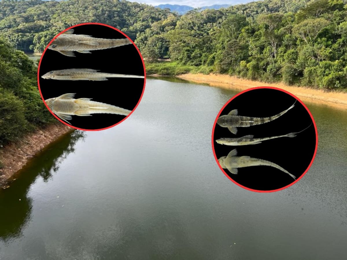 En las cuencas de los ríos Magdalena y Atrato descubren dos nuevas especies de peces
