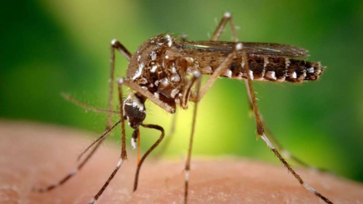 Alerta en Risaralda por aumento de casos de dengue y malaria