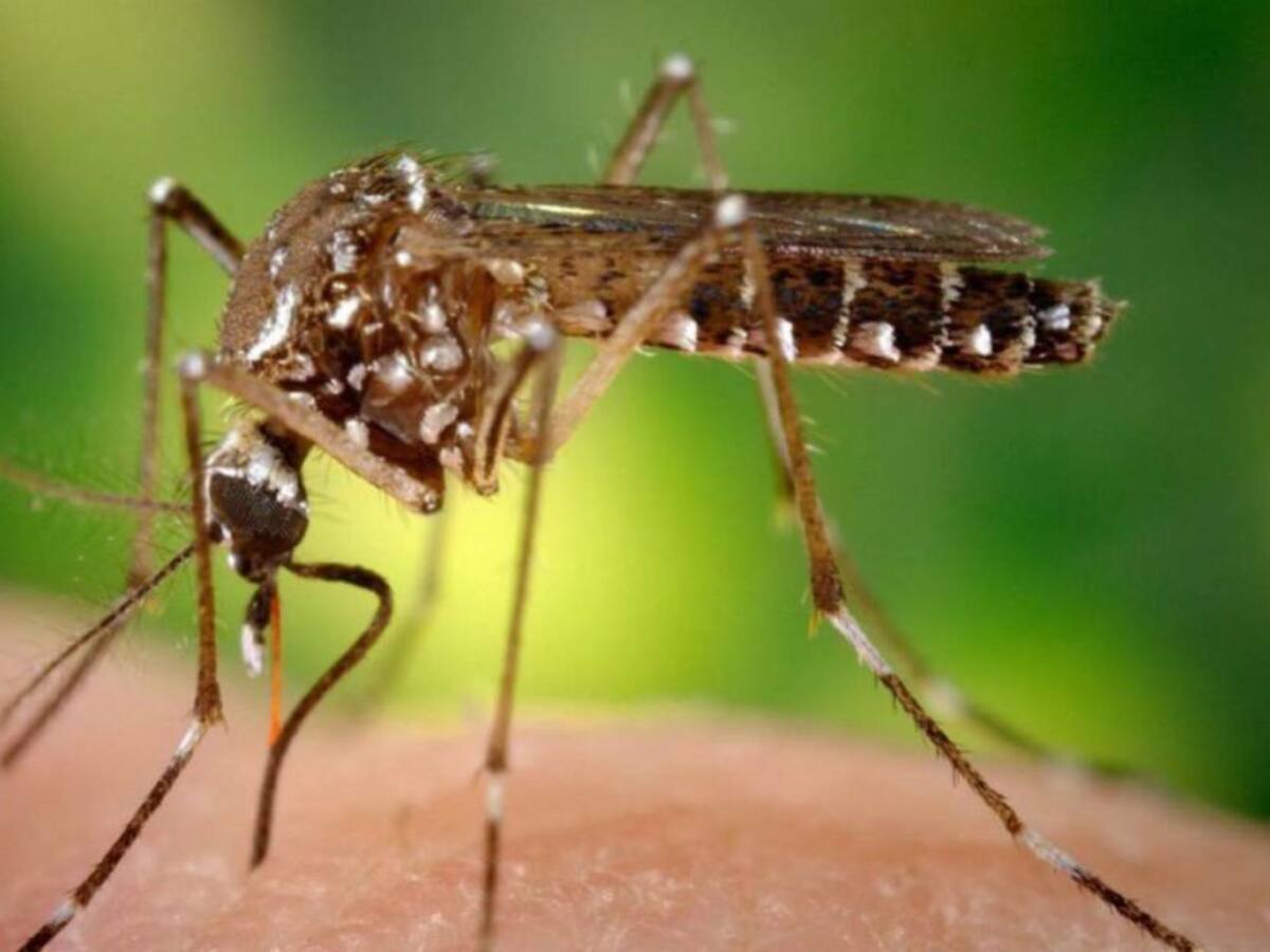 Alerta en Risaralda por aumento de casos de dengue y malaria