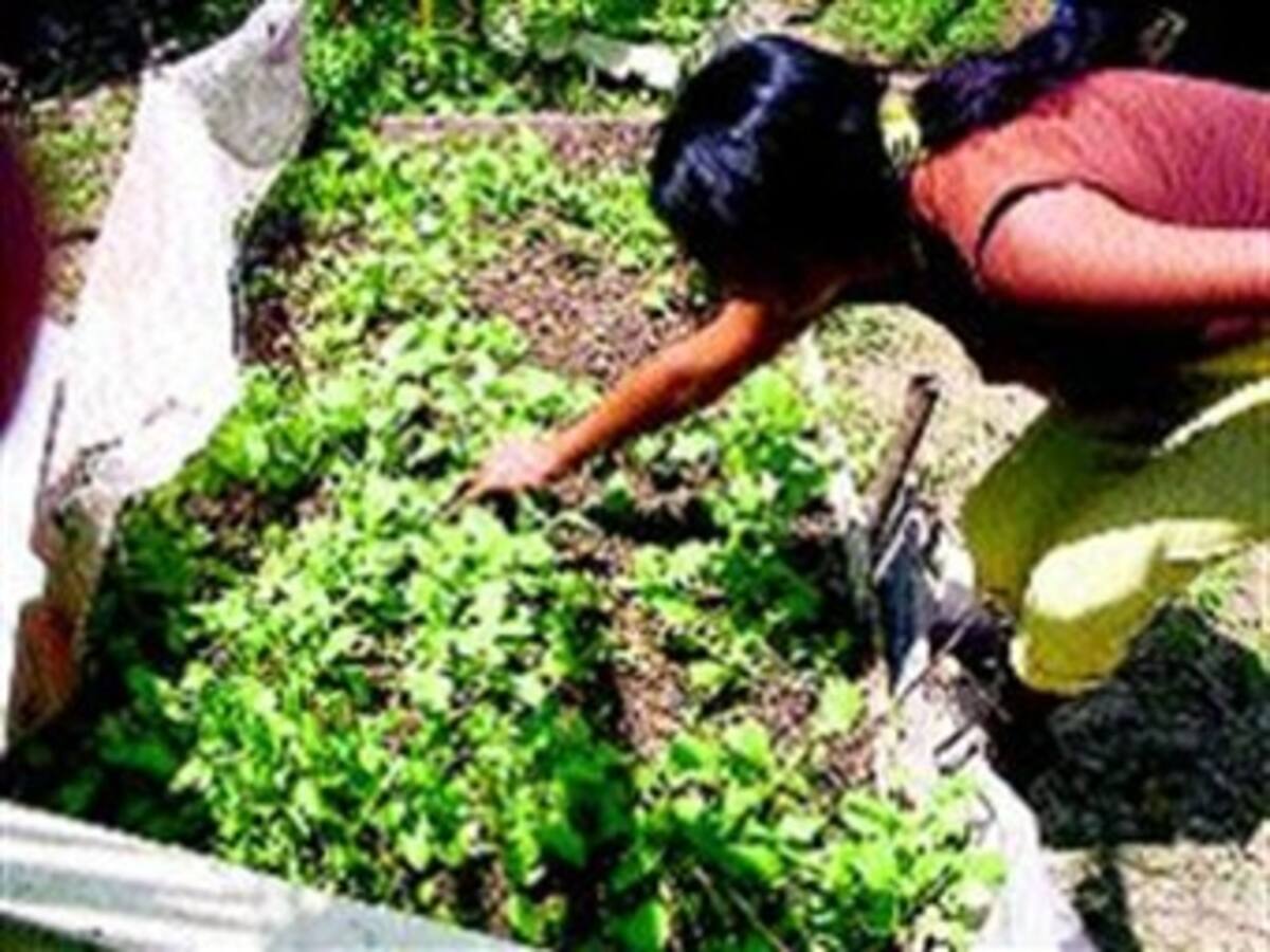 Comunidades negras son obligadas a cultivar y vender coca, so pena de ser asesinadas