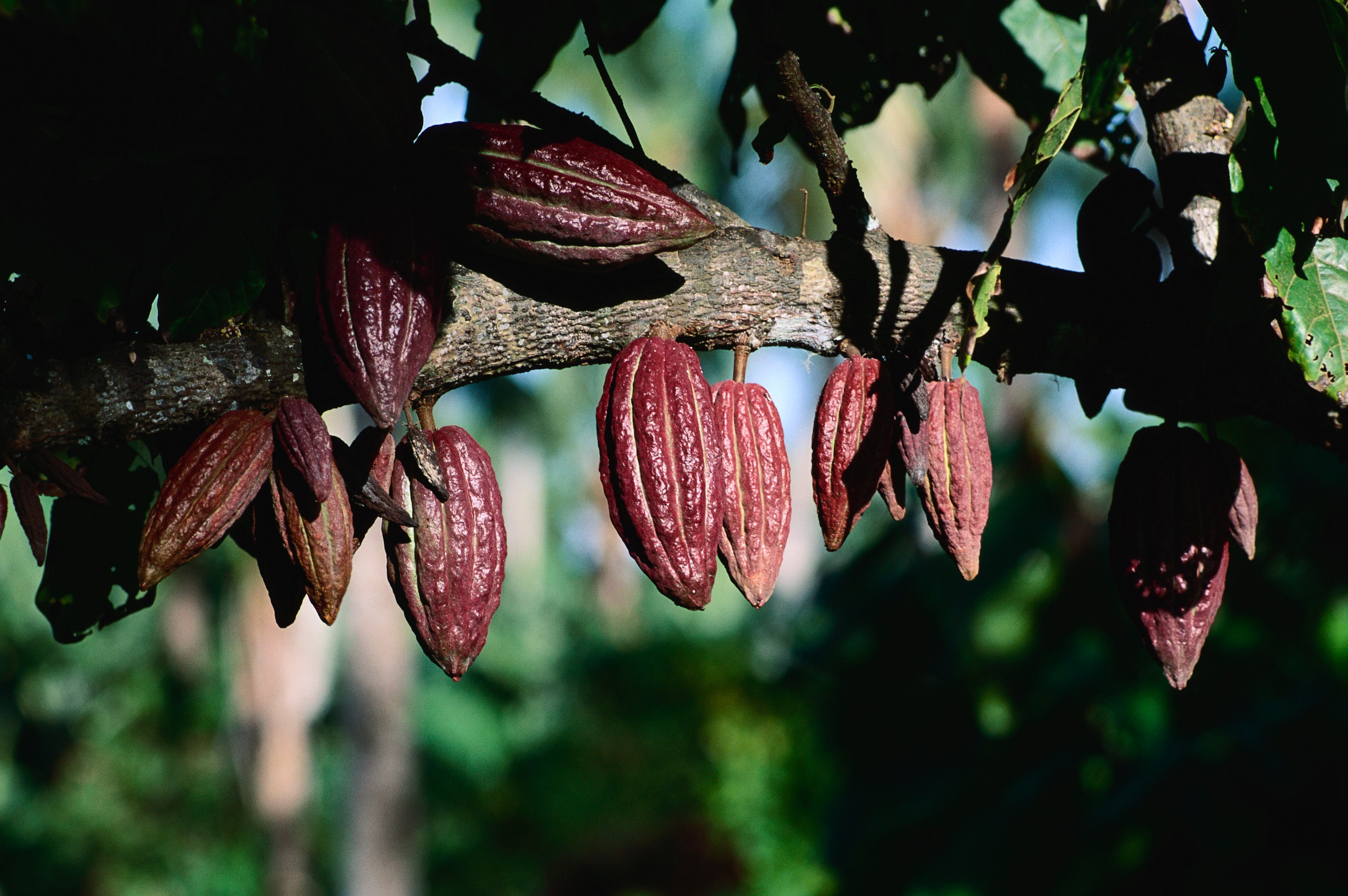 Producción de cacao, imagen de referencia (Getty Images).