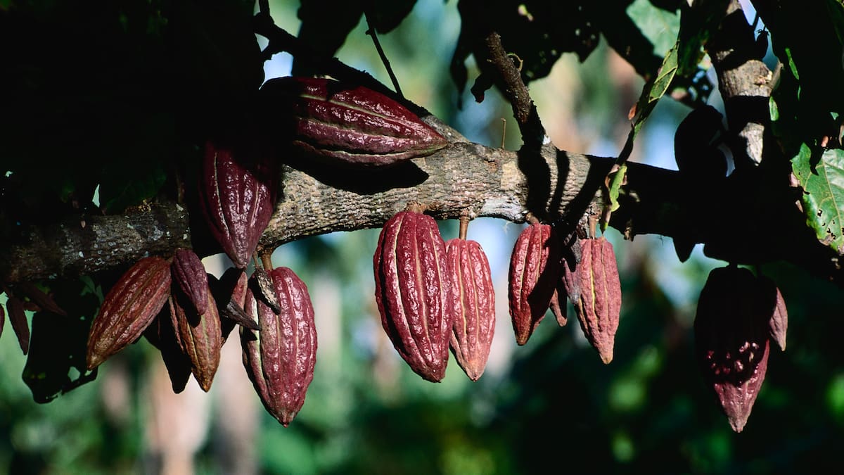 Ederson Niño, presidente de la mesa nacional de Cacaoteros