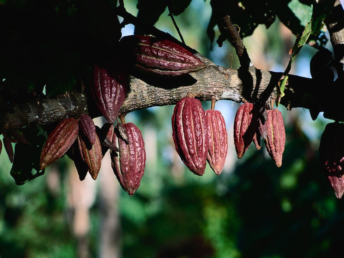 Esta zona de Colombia produce el mejor Cacao de Colombia, según la IA: Queda en el llano