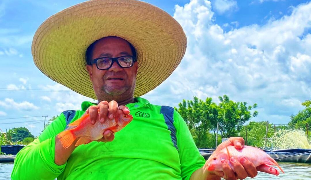 Los peces, tilapias rojas criadas en tanques de geomembrana, se encuentran listos para su comercialización
