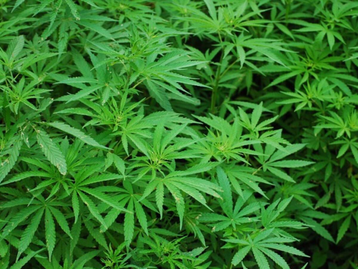 El uribismo propondrá descriminalizar el consumo de droga en Colombia