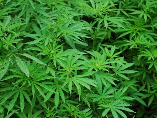 El uribismo propondrá descriminalizar el consumo de droga en Colombia