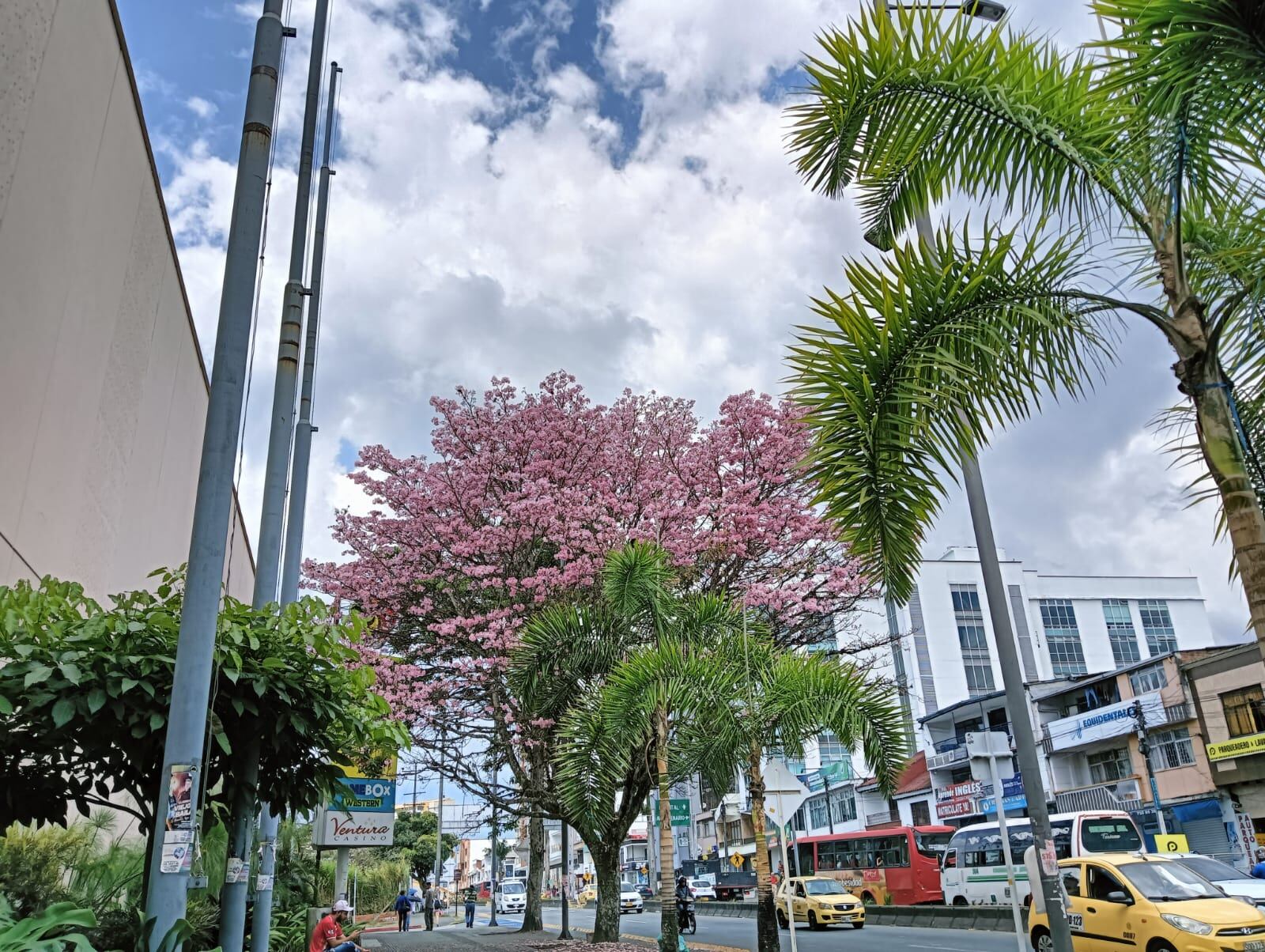 Todavía esta florecido el Guayacán a las afueras del Centro Comercial Unicentro en Armenia. Foto: Adrián Trejos