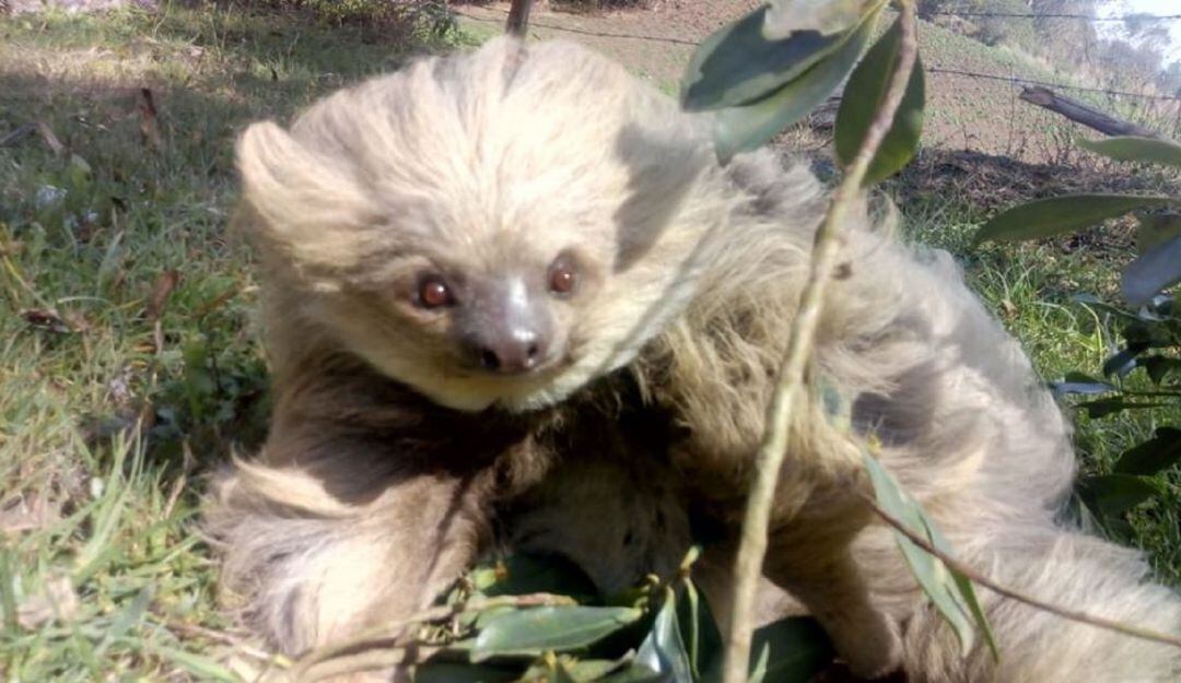 Los Perezosos de 2 dedos NO son animales para tener como mascotas.