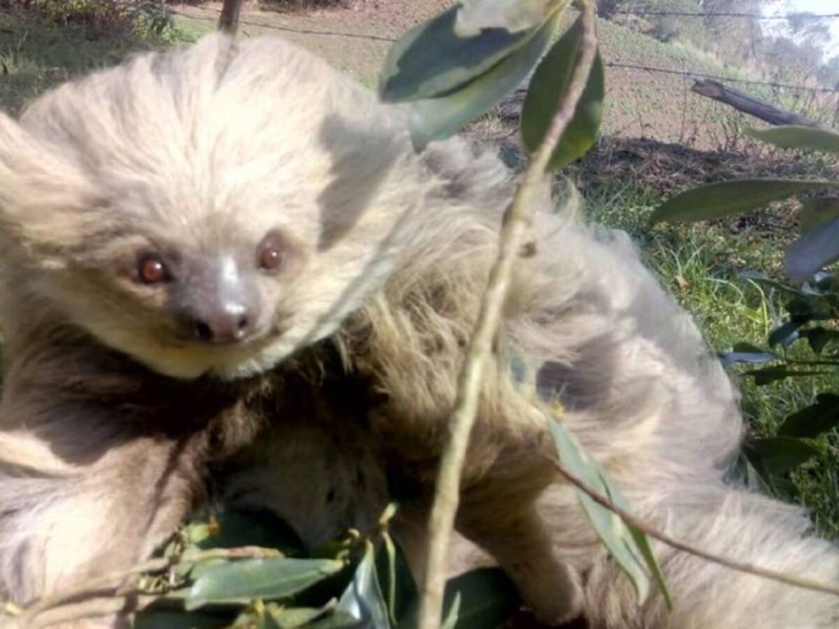 Fundación Cosmomímesis: Promoviendo la conservación del medio ambiente