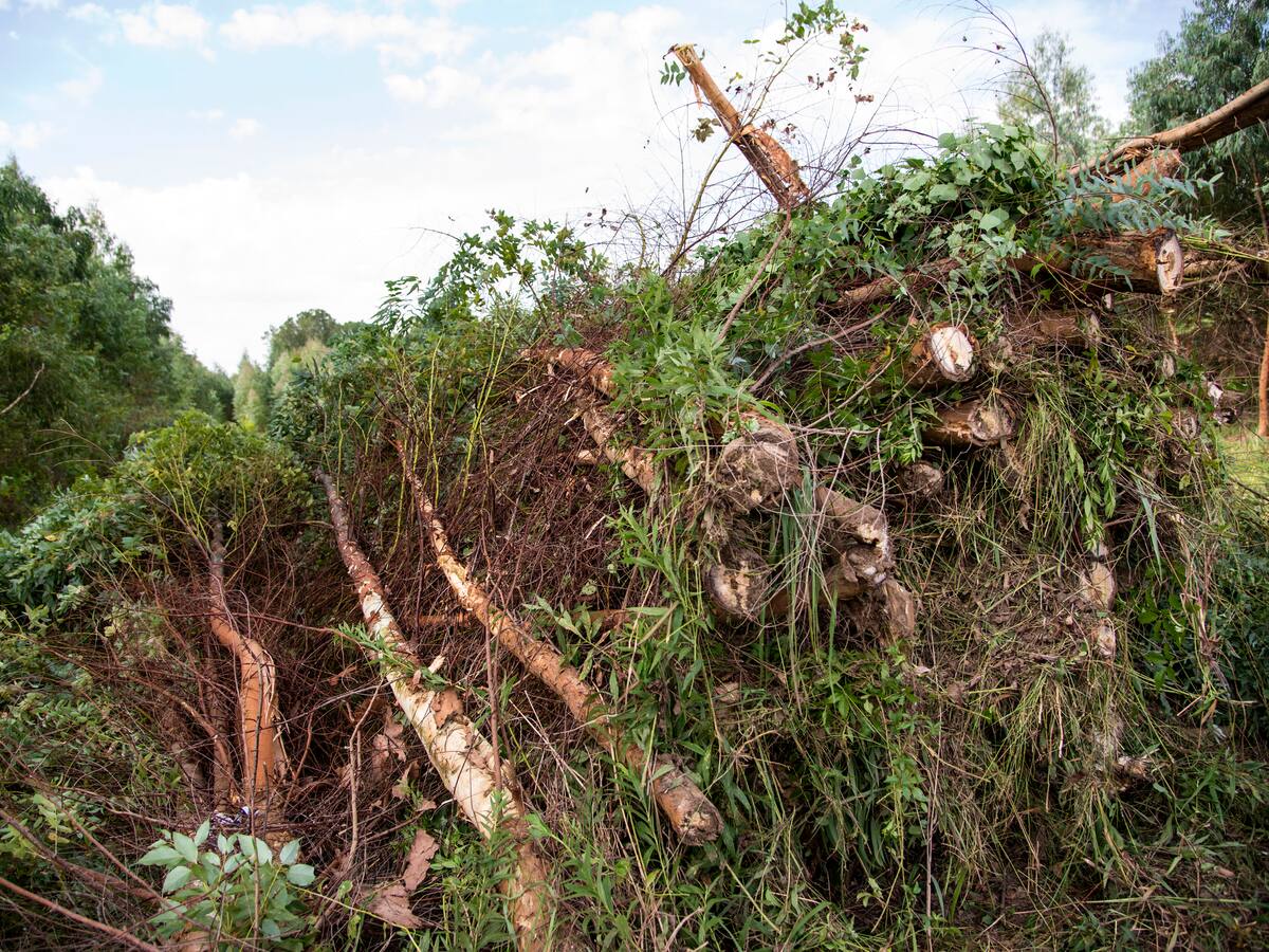 Generación de energía con biomasa a partir de eucalipto, anuncian en Casanare
