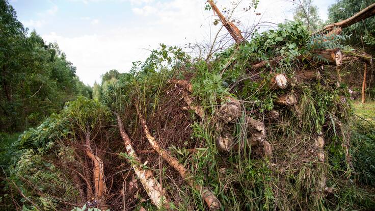 Así se genera energía, a partir de la biomasa