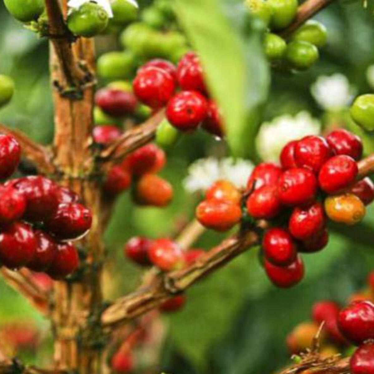 Por crisis de precios cafeteros de Risaralda se sumarán a protesta nacional