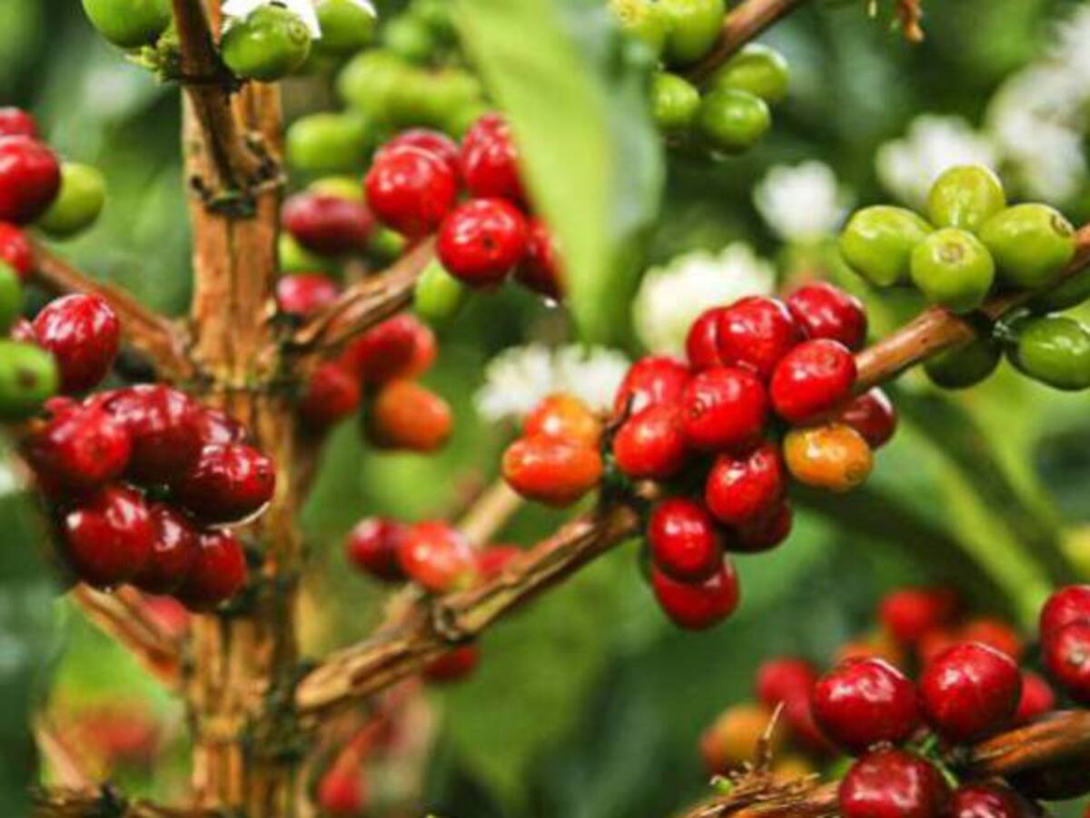 Por crisis de precios cafeteros de Risaralda se sumarán a protesta nacional