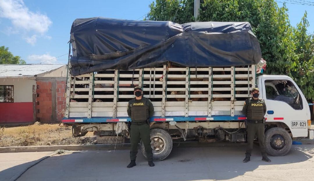 Los animales quedaron a disposición de la autoridad competente