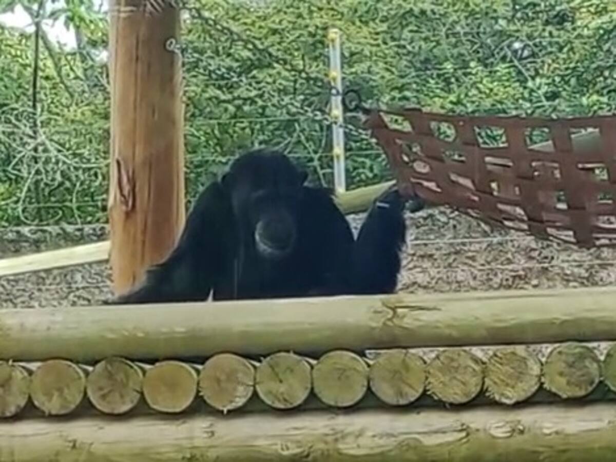 Comisión de Minambiente inspecciona protocolos implementados con los chimpancés de Ukumarí