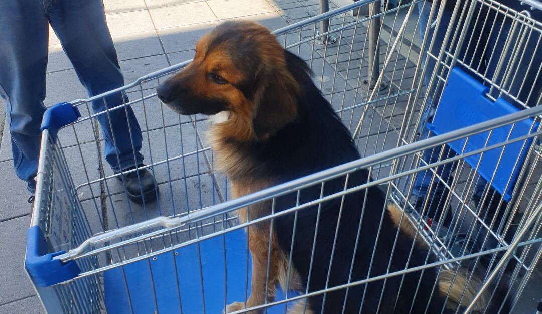 Denuncia abandono perro