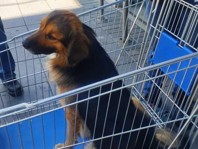 Denuncia abandono perro