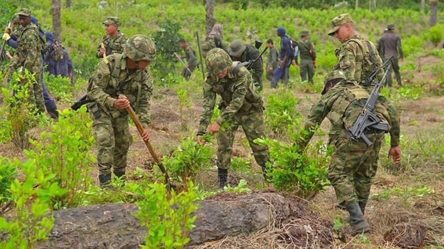 El fin de semana se habrá alcanzado 80 % de meta de erradicación de coca. Foto: Colprensa
