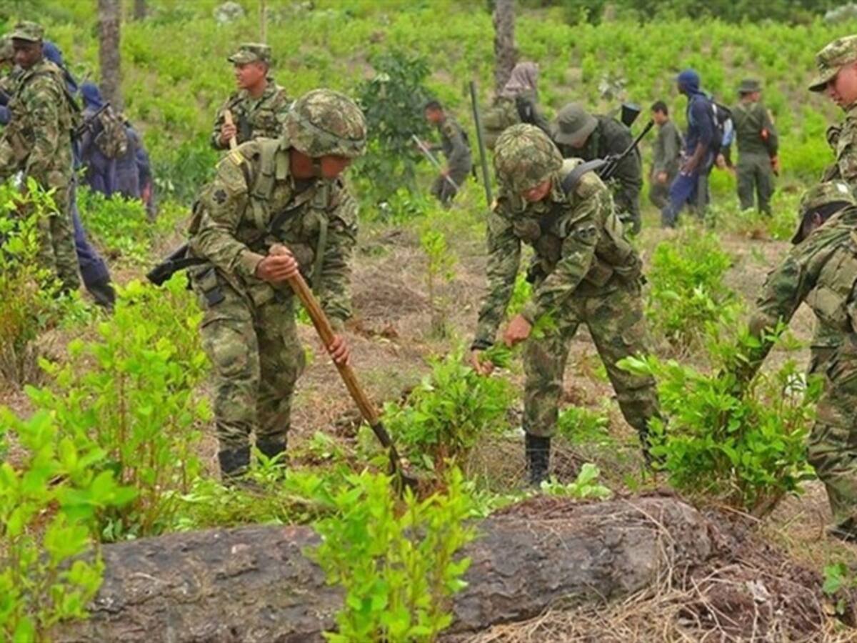 El fin de semana se habrá alcanzado 80 % de meta de erradicación de coca