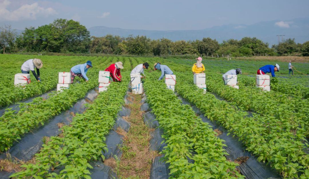 Producción de albahaca en Villavieja, Huila.