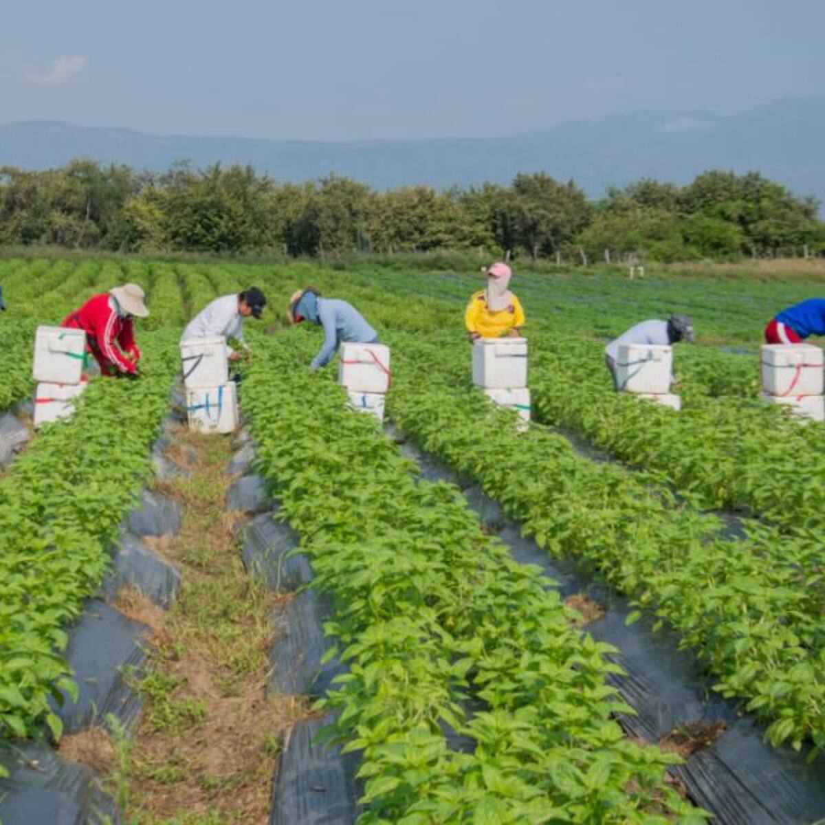 Albahaca del Huila ahora llega a varias zonas del mundo
