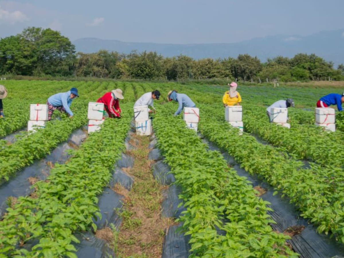 Albahaca del Huila ahora llega a varias zonas del mundo