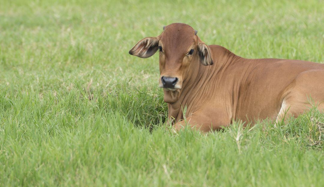 Imagen de referencia