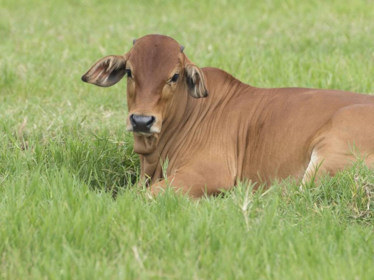 Colombia fortalece exportación de carne bovina a Egipto