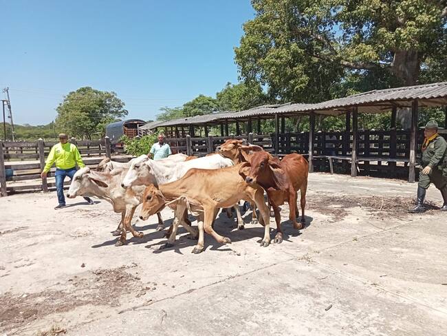 Policía del Atlántico recuperó varias reses hurtadas en Manatí