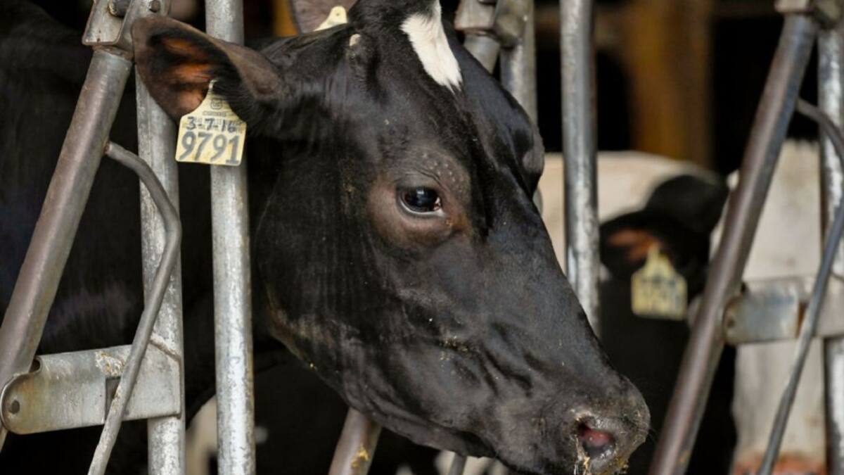 Prevenga los abortos bovinos que causan mucho daño a la ganadería en Colombia