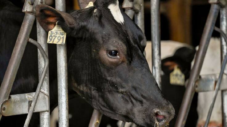 Prevenga los abortos bovinos que causan mucho daño a la ganadería en Colombia