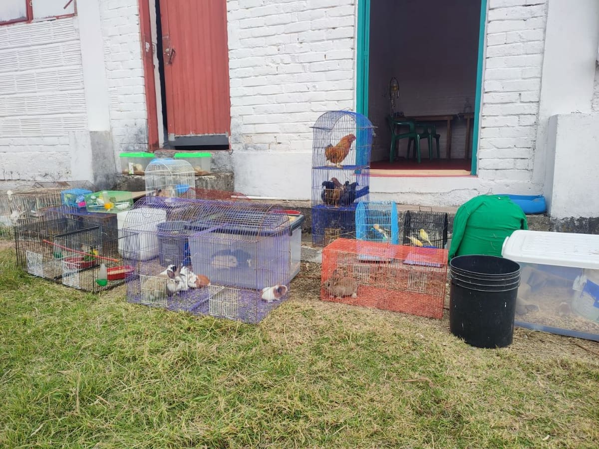 Más de 200 animales domésticos, no convencionales y de granja buscan hogar en Bogotá