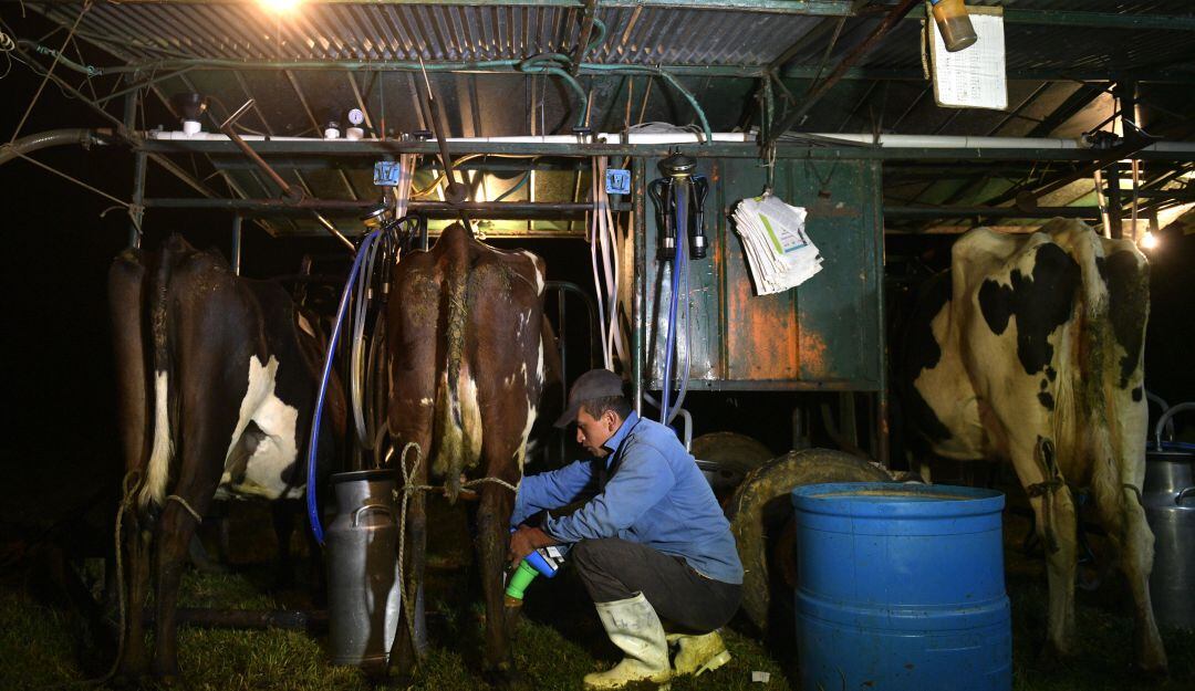 Ordeño en una pequeña finca de Colombia