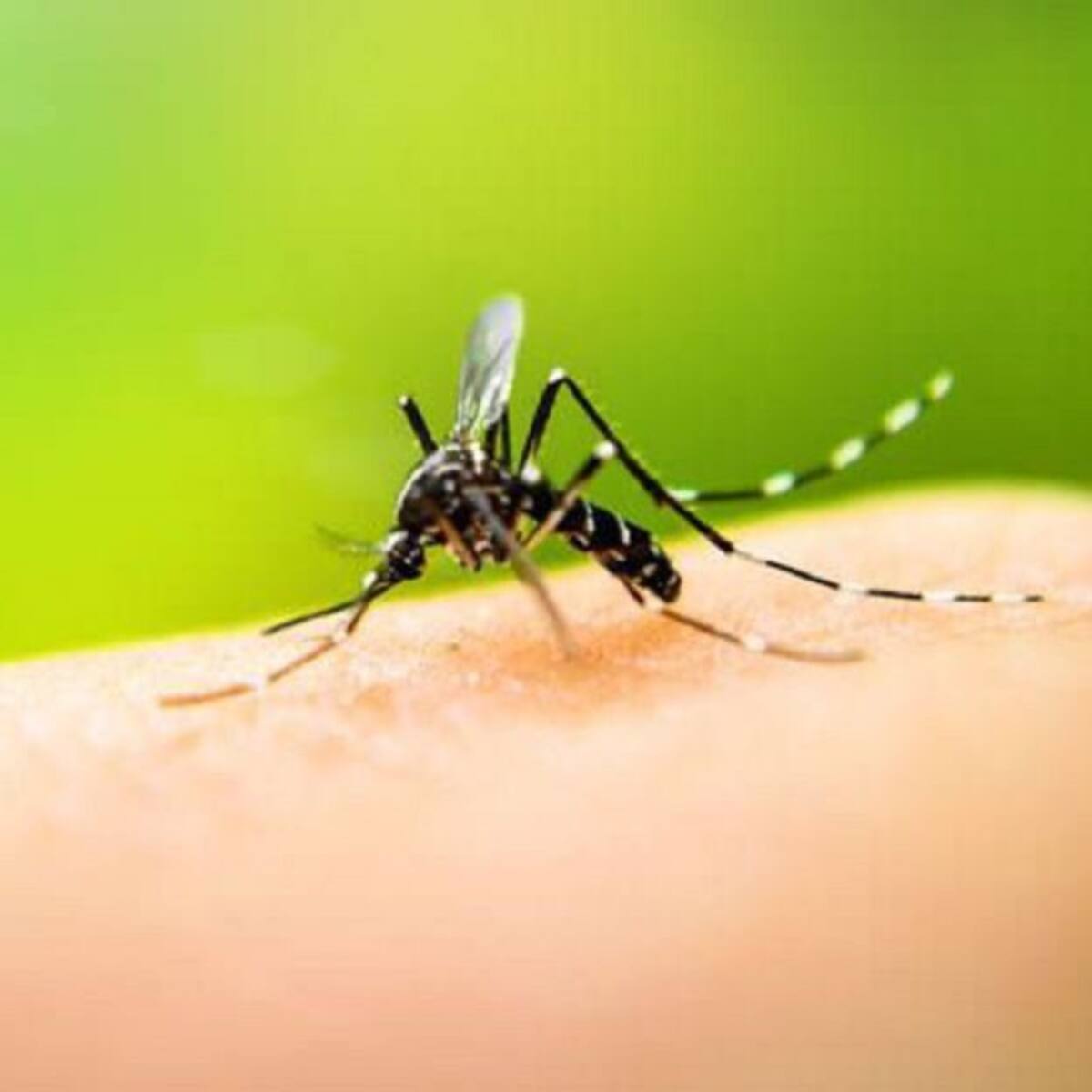 Alerta en el Valle ante el aumento de casos de dengue