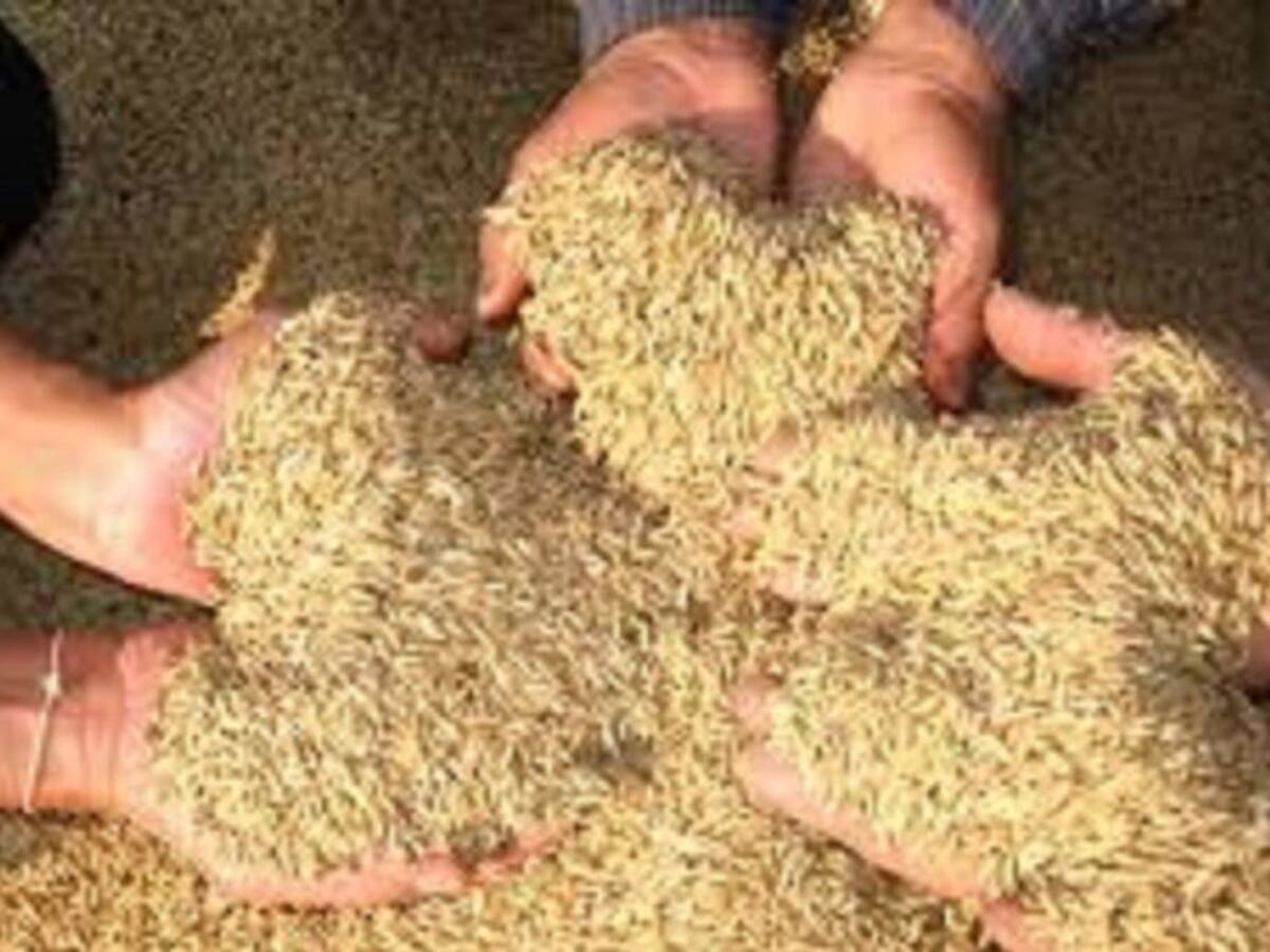 Esperanza con las buenas siembras de arroz en el Tolima