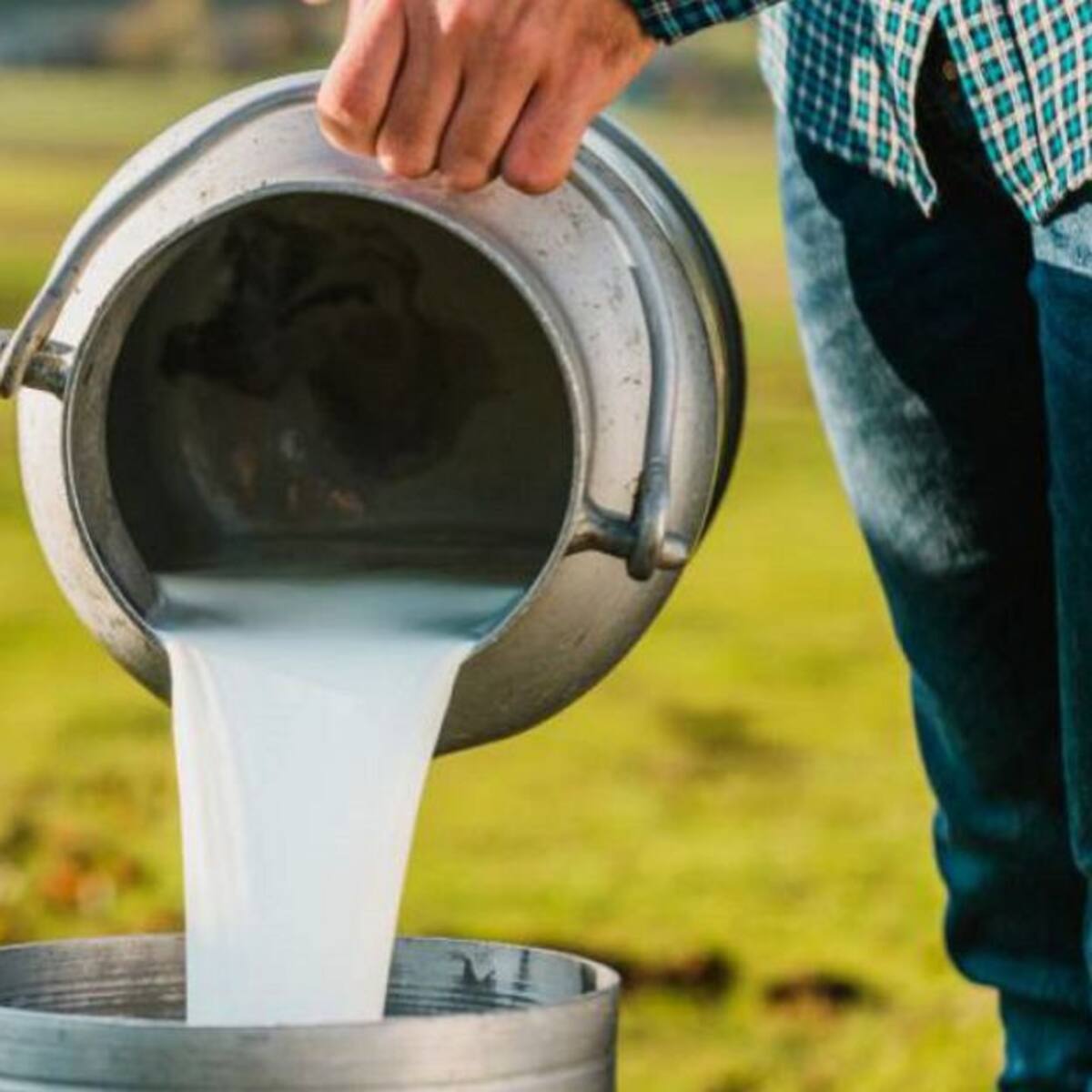 Precios de insumos y fertilizantes afectan al sector lácteo del Quindío