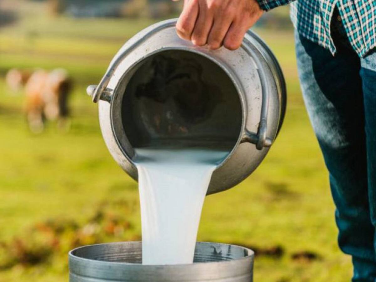 Precios de insumos y fertilizantes afectan al sector lácteo del Quindío