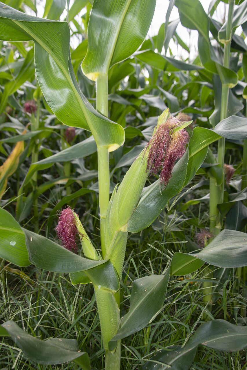 Agricultura en el Huila.