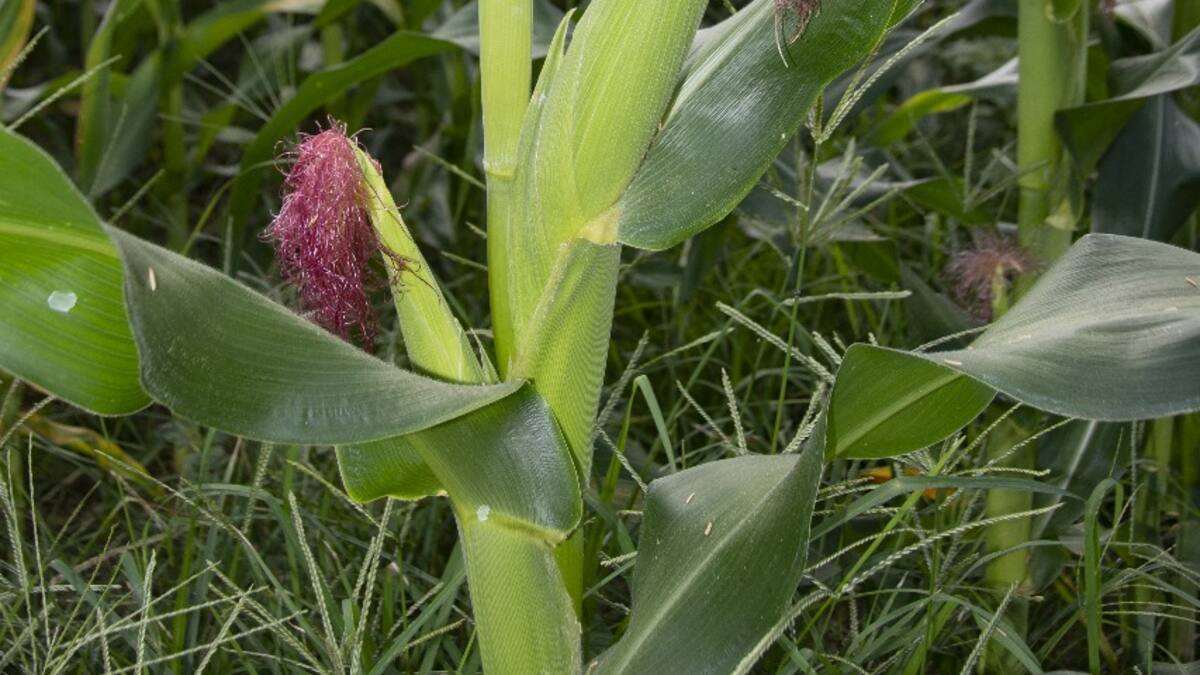 Autorizada las siembras de maíz y sorgo en el departamento del Huila