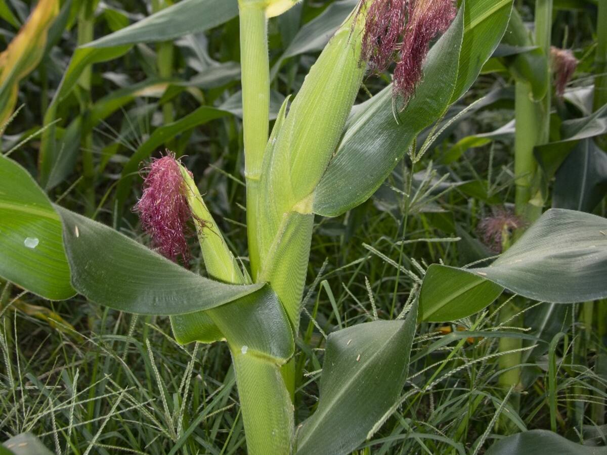 Autorizada las siembras de maíz y sorgo en el departamento del Huila