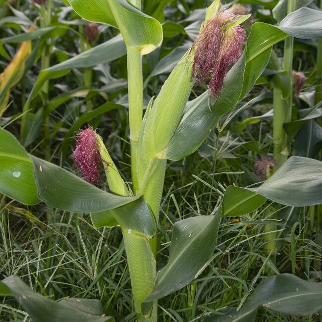 Agricultura en el Huila.
