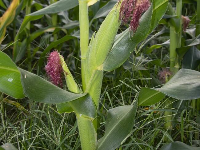 Agricultura en el Huila.