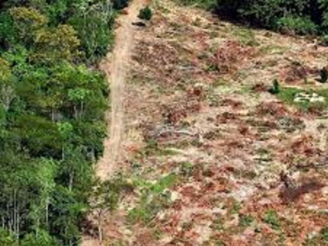 Proceso de deforestación. 