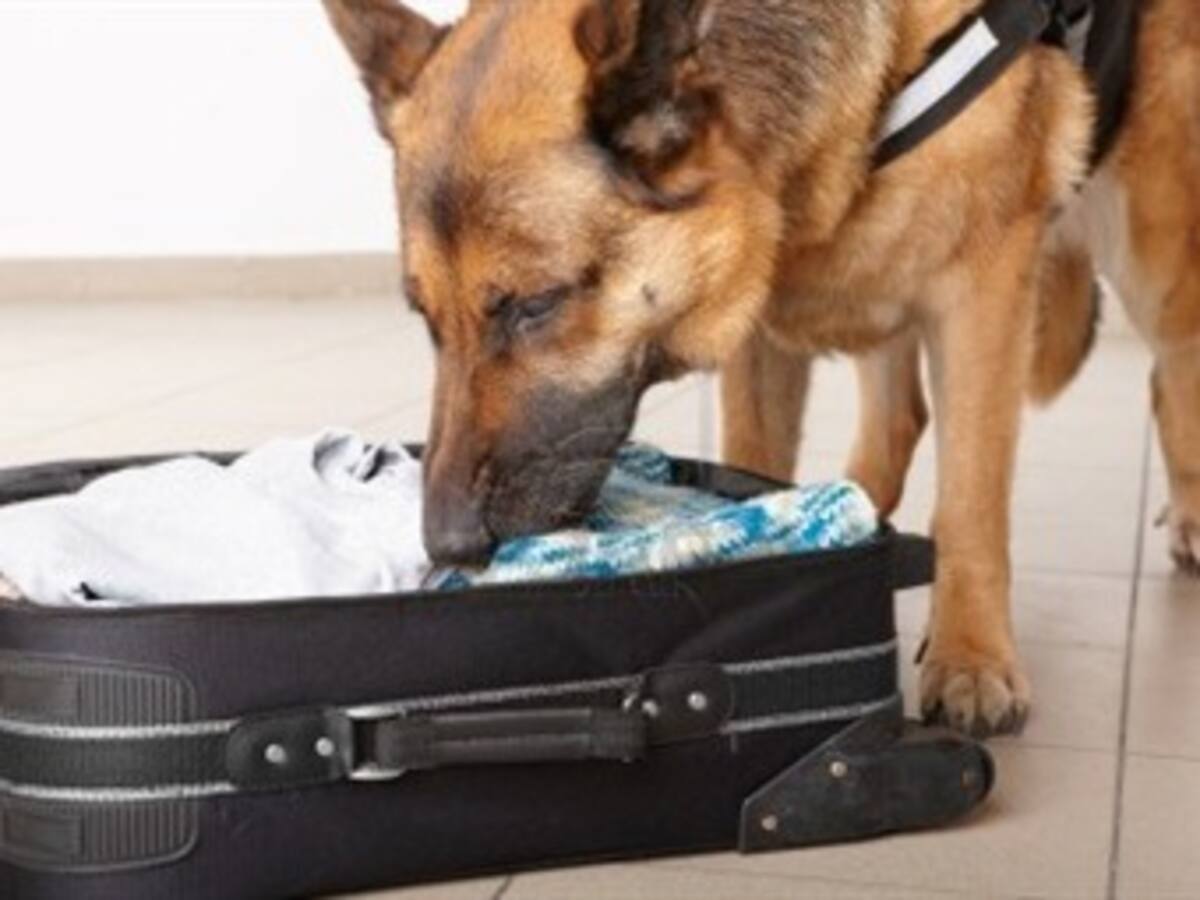 Perro de Antinarcóticos detectó cerca de 3 kilos de cocaína en el aeropuerto de Barranquilla
