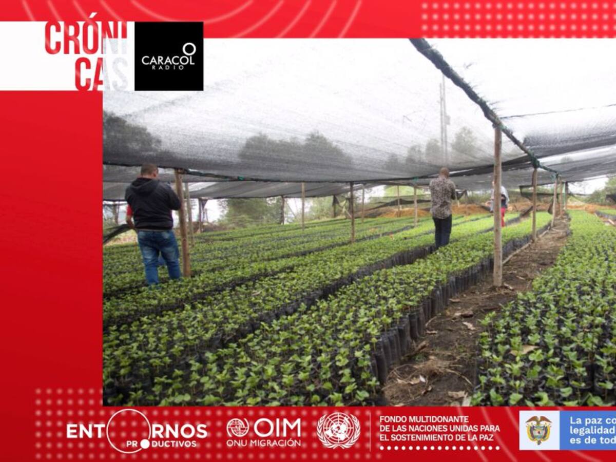 Mónica Pedrosa dejó el conflicto armado y hoy se dedica al cultivo de café